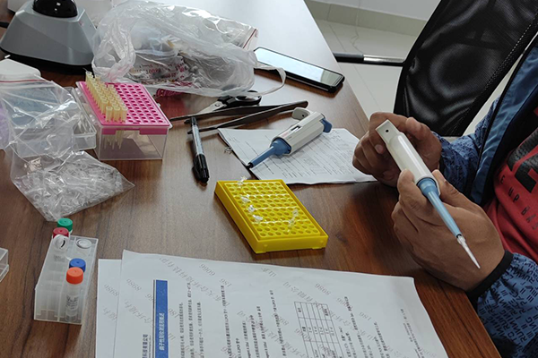 鴿子性別鑒定培訓(xùn)案例展示